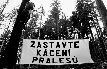 Blokáda Trojmezenského pralesa